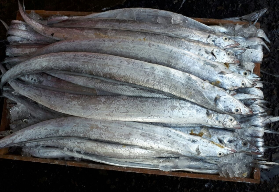 생물 목포먹갈치 20-25마리 풀치 김장용갈치 소갈치