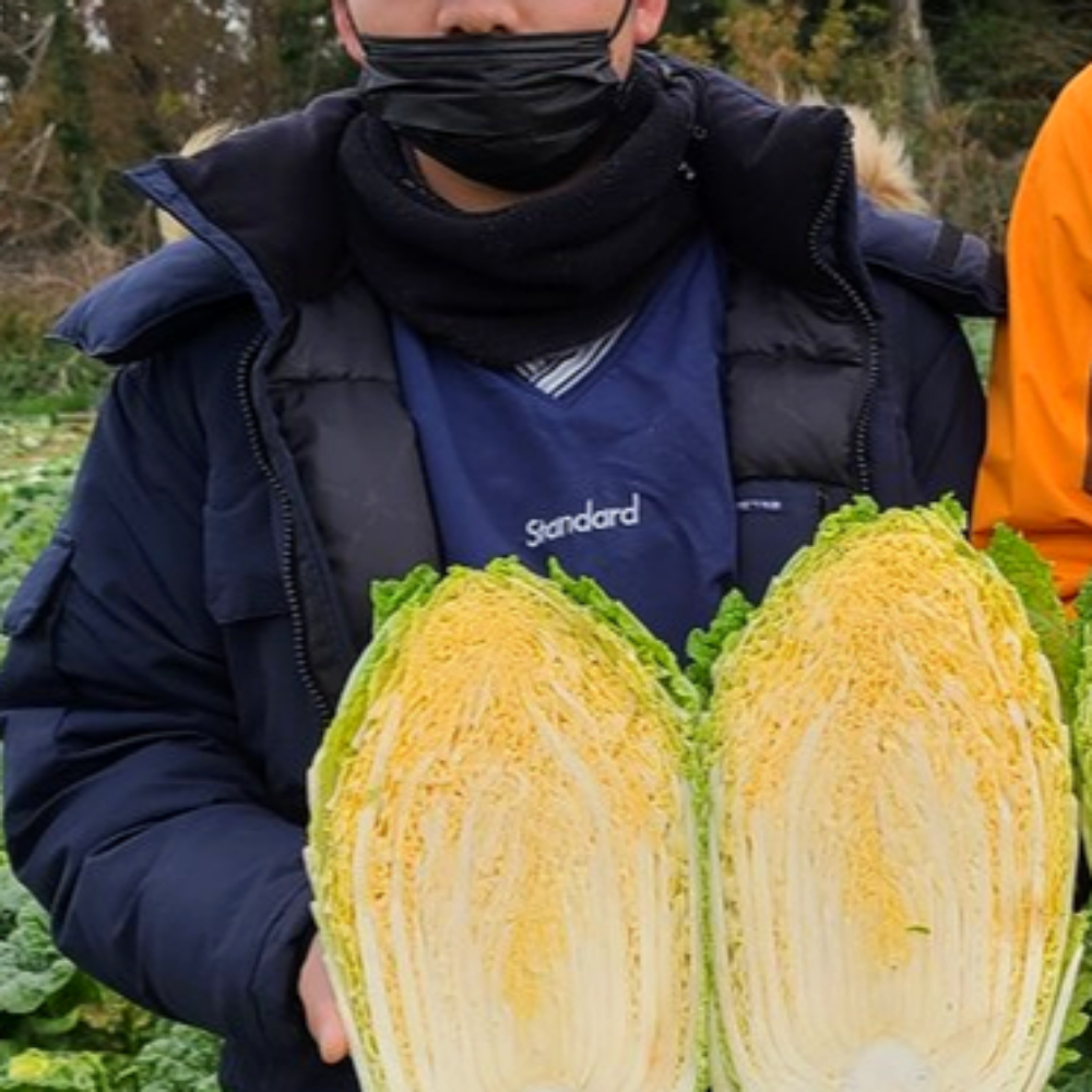 속노란 해남 황금배추 김장 절임배추 20kg 1박스 이미지 6