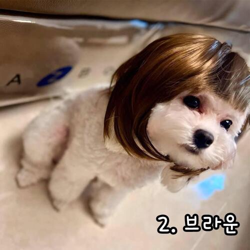 다묘집사 고양이 모자 가발 - 상세 이미지 3