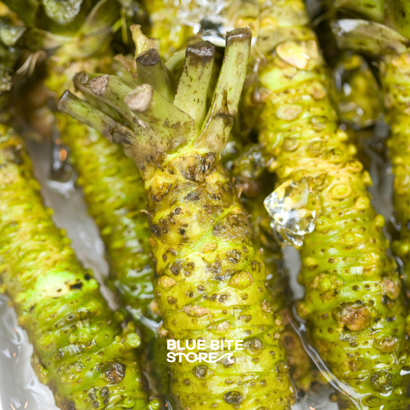 시즈오카 뿌리와사비 100% 생와사비 일본 고추냉이 - 상세 이미지 2