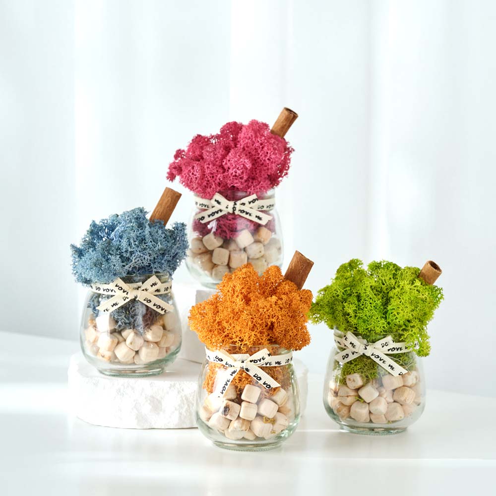 스칸디아모스 화분 천연 이끼 공기정화 음지 식물 승진 개업 선물 4p세트 이미지 2