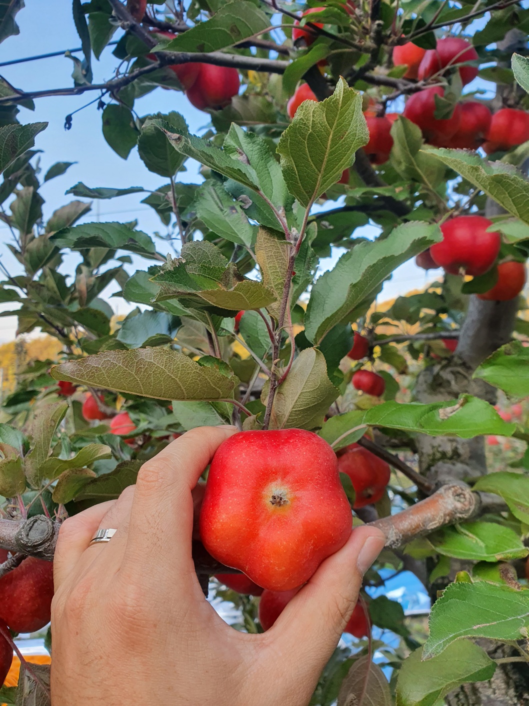 특대과 영주 별 사과 17.1Brix, 1kg, 1개 - 메인 이미지
