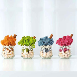 스칸디아모스 화분 천연 이끼 공기정화 음지 식물 승진 개업 선물 4p세트 실사용 후기 | 효과 있을까? - 상품 이미지 1