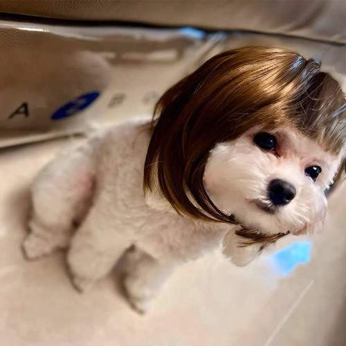 다묘집사 고양이 모자 가발 - 상품 이미지