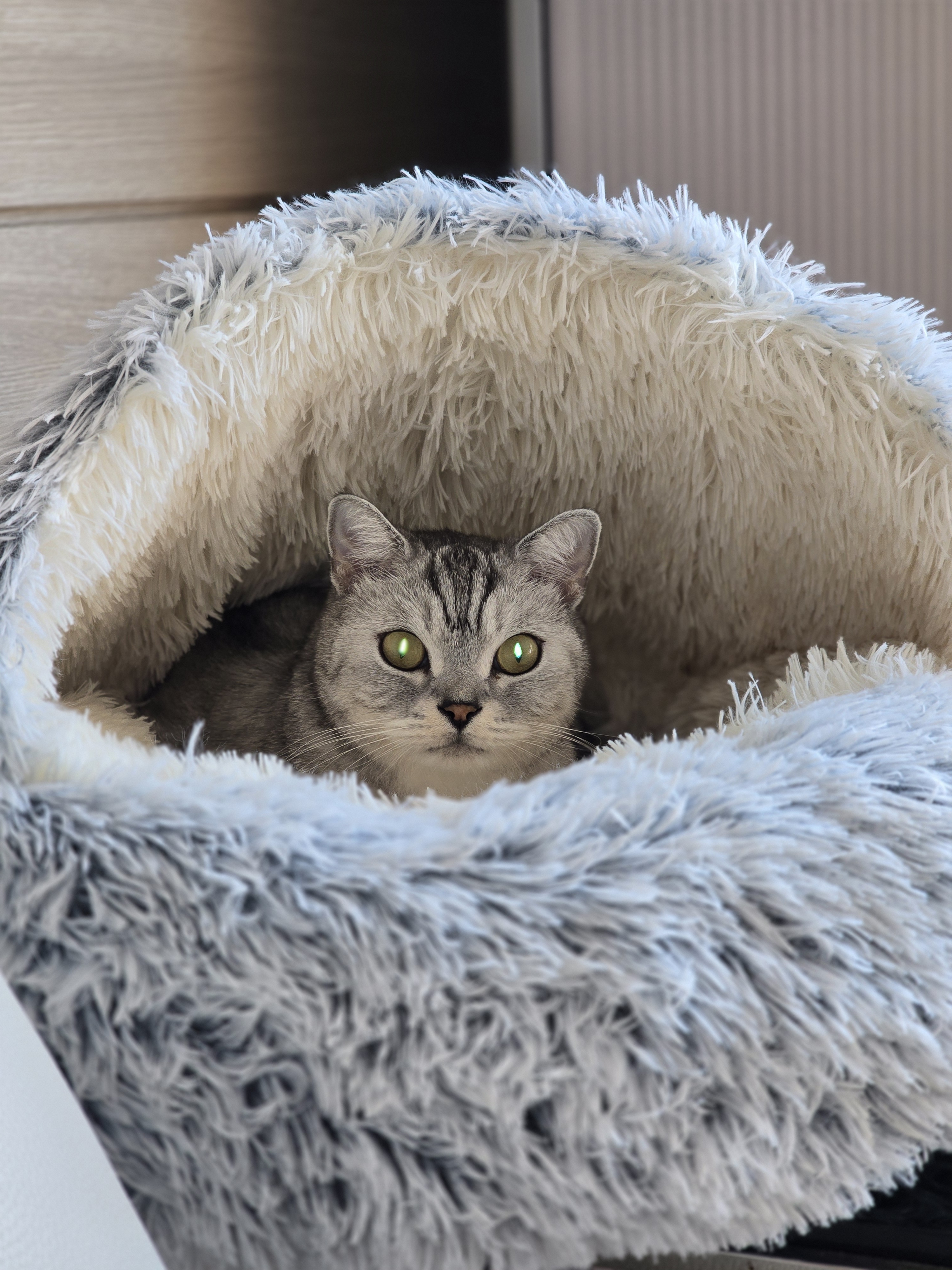 고양이 겨울 집 고양이 숨숨집 따뜻한 고양이 하우스 고양이 겨울 하우스 고양이 집 후기