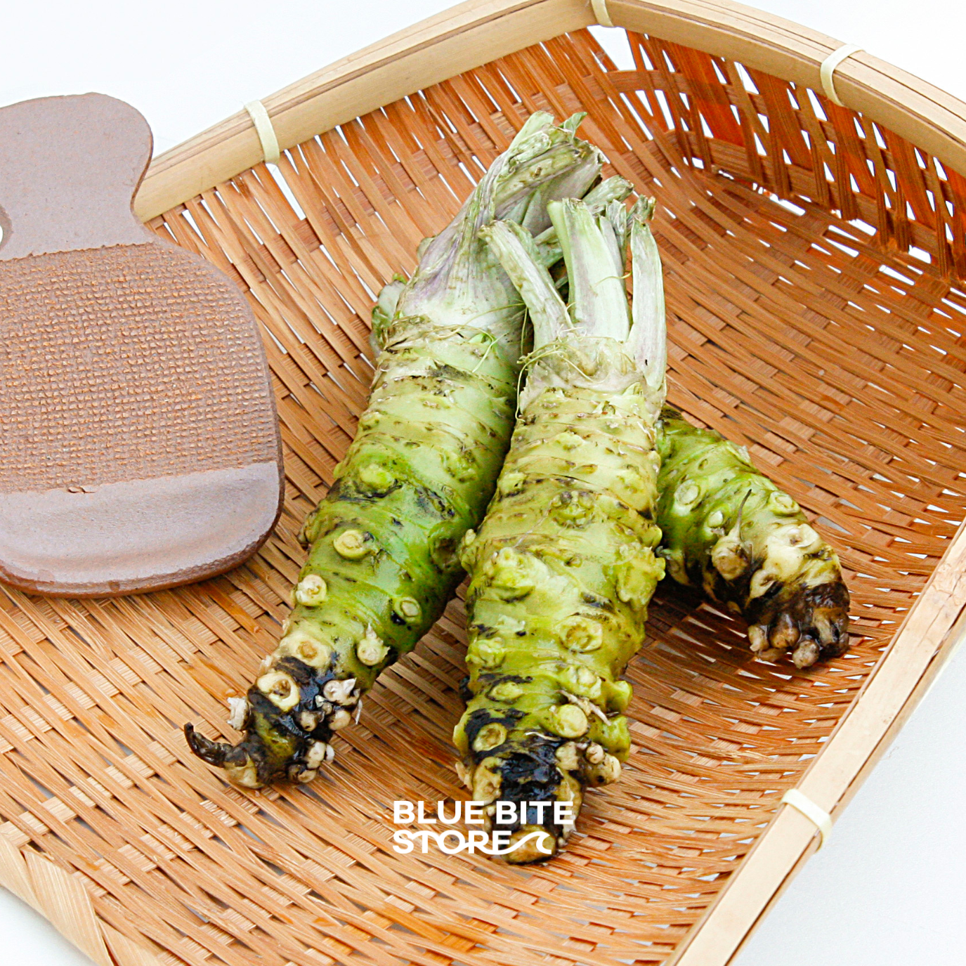 시즈오카 뿌리와사비 100% 생와사비 일본 고추냉이