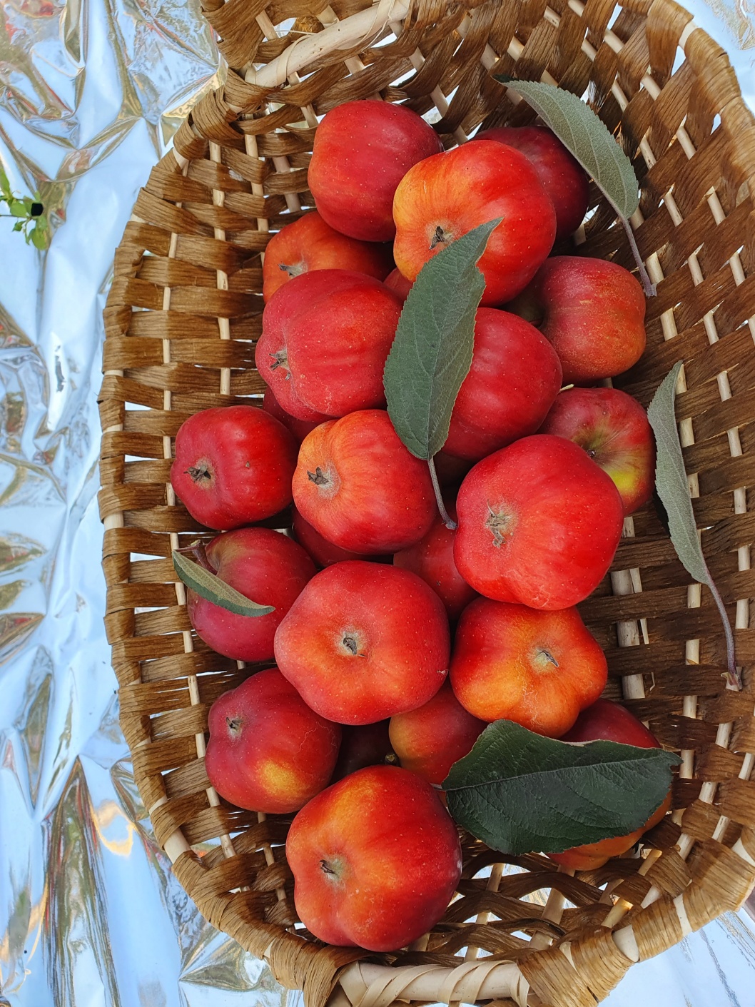 특대과 영주 별 사과 17.1Brix, 1kg, 1개 - 상세 이미지 4