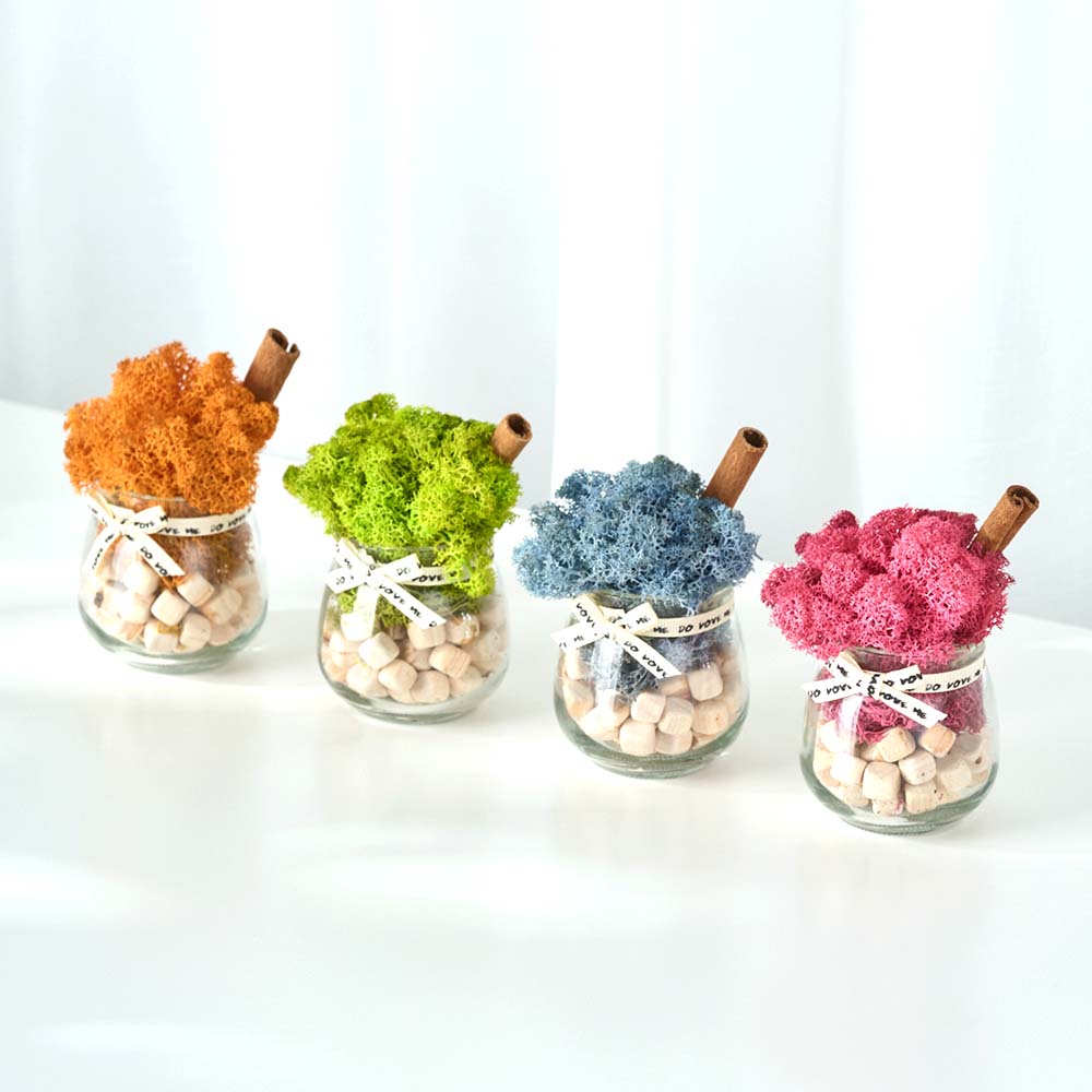 스칸디아모스 화분 천연 이끼 공기정화 음지 식물 승진 개업 선물 4p세트 이미지 3