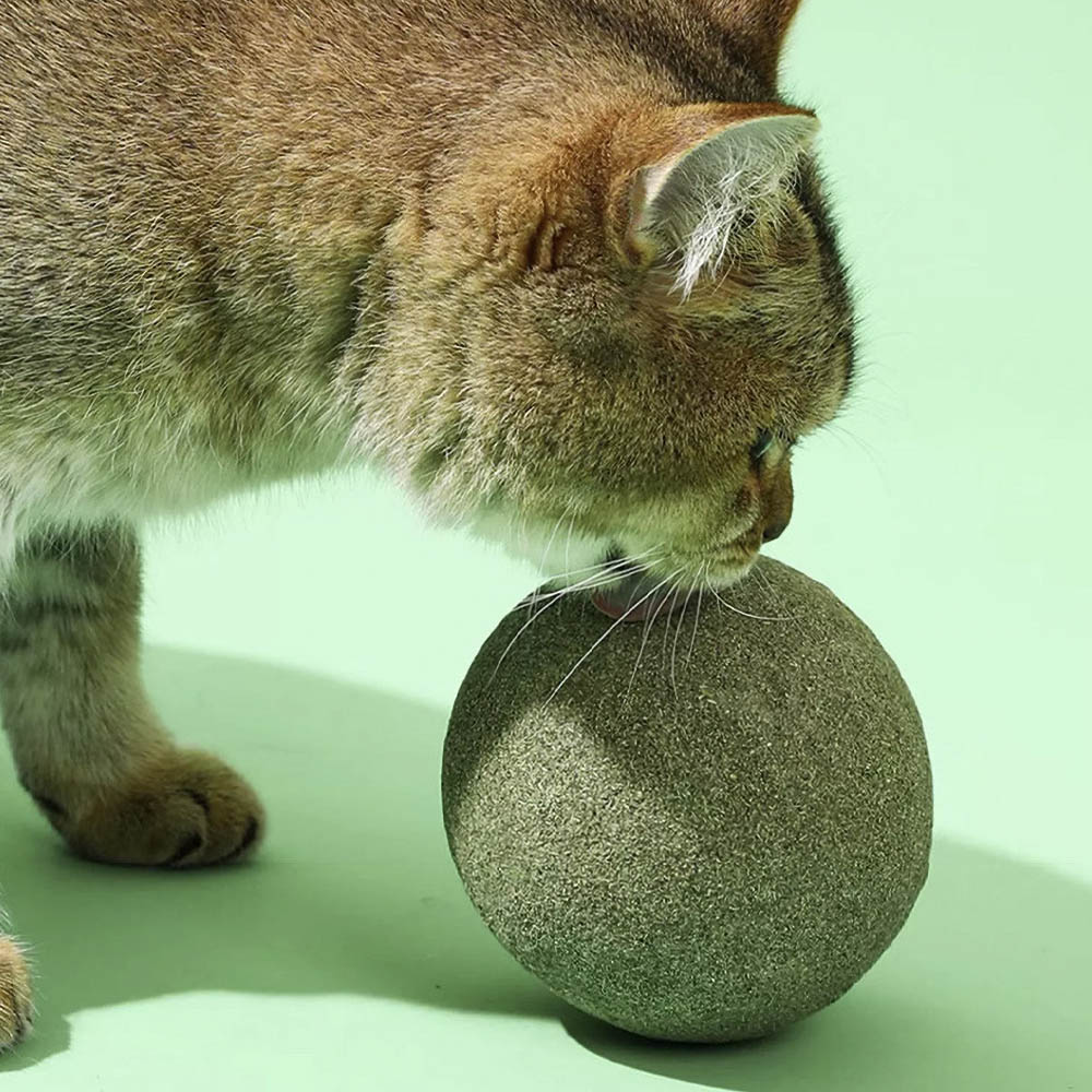 랩캣 고양이 캣닢 왕캣닢볼 10cm - 상세 이미지 2