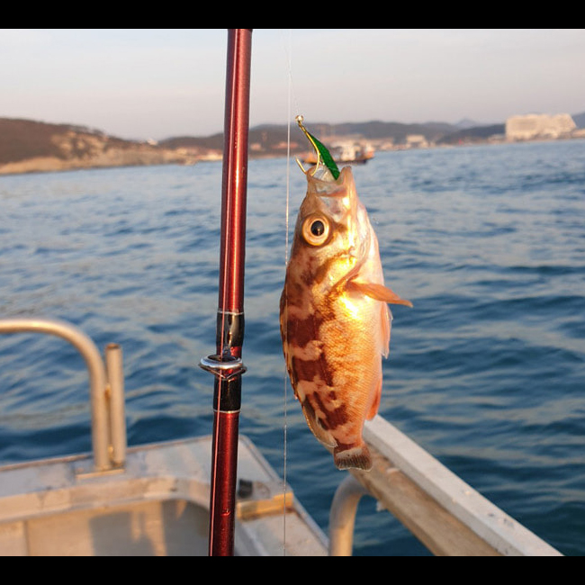 백경 어부들이 사용하는 특수 고등어피 SG-205 리얼 메바루 볼락 고등어 채비 바늘