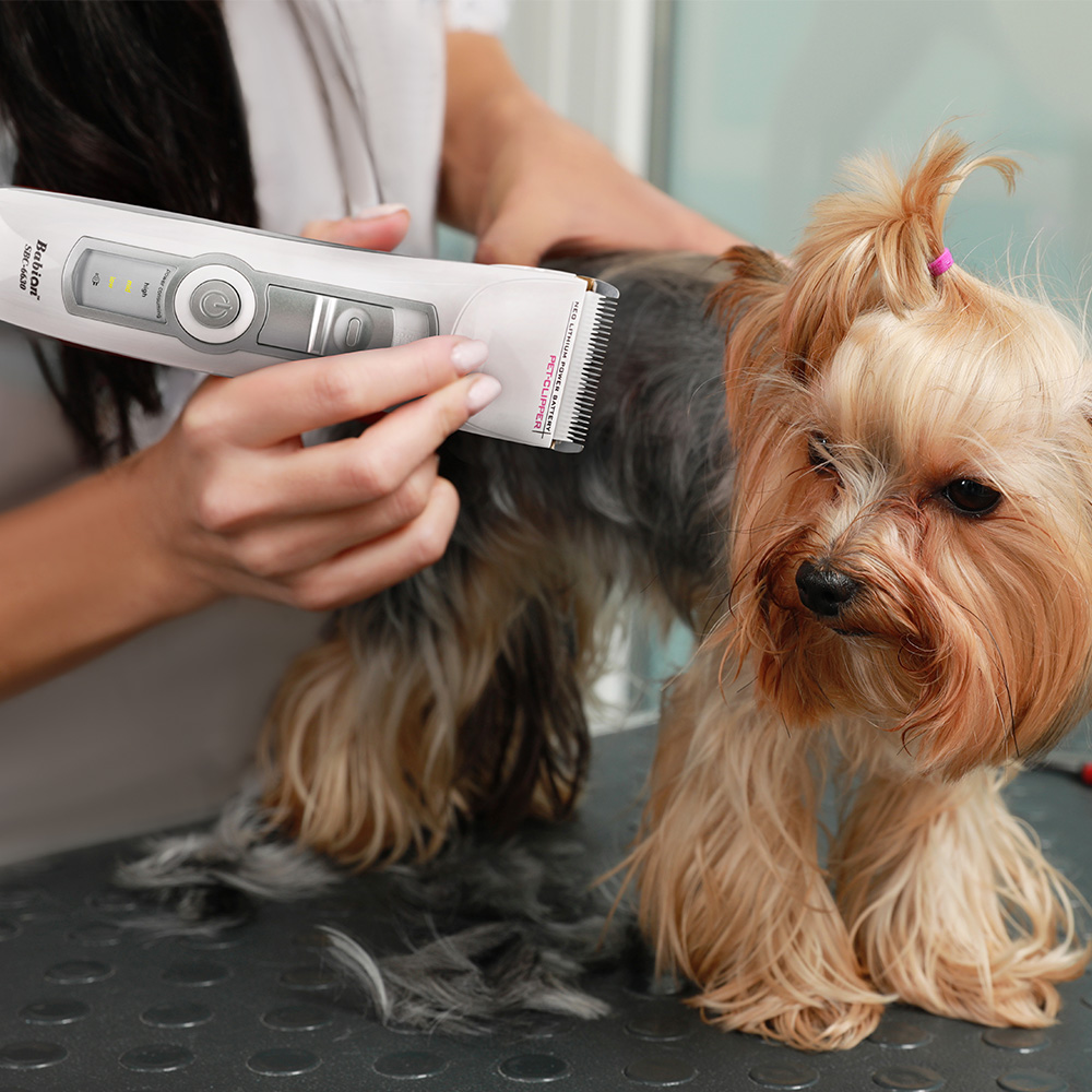 바비온 강아지 애견 고양이 이발기 바리깡 클리퍼 SBC-6630