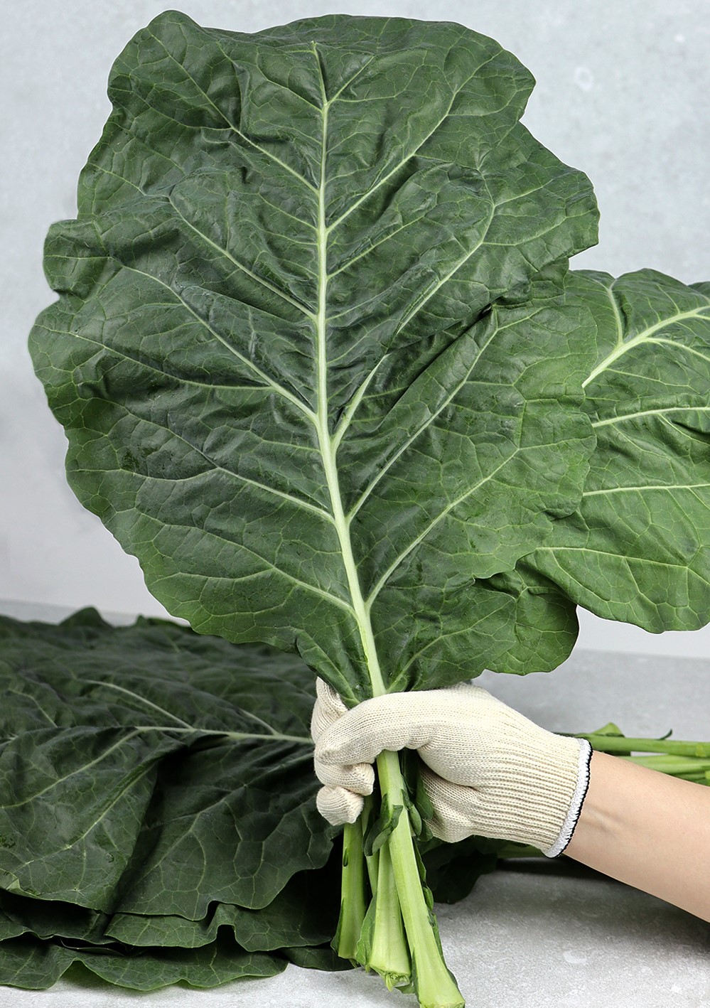 유기농 즙용 케일 1kg,2kg - 상세 이미지 4