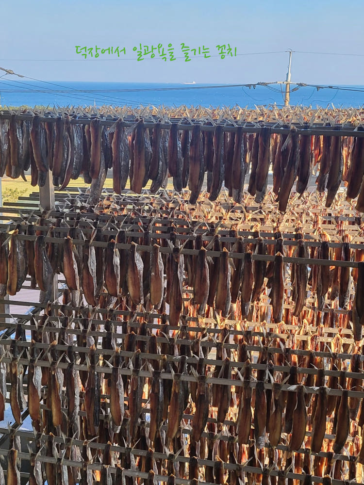 구룡포 과메기 건조 과정