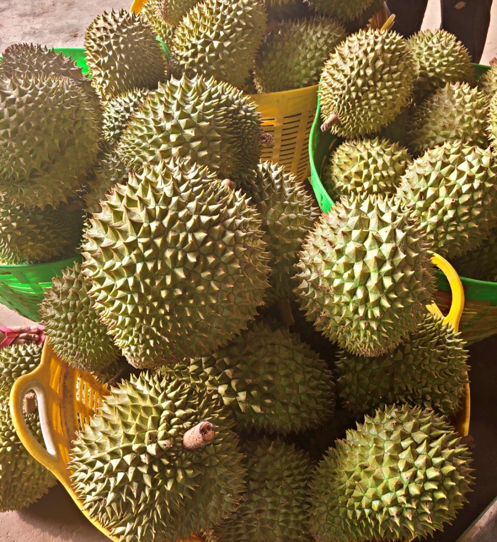 베트남 통두리안 손질 몬통 두리안 2kg 4kg 5kg 10kg 2통 3통 5통 항공수입 - 상품 이미지