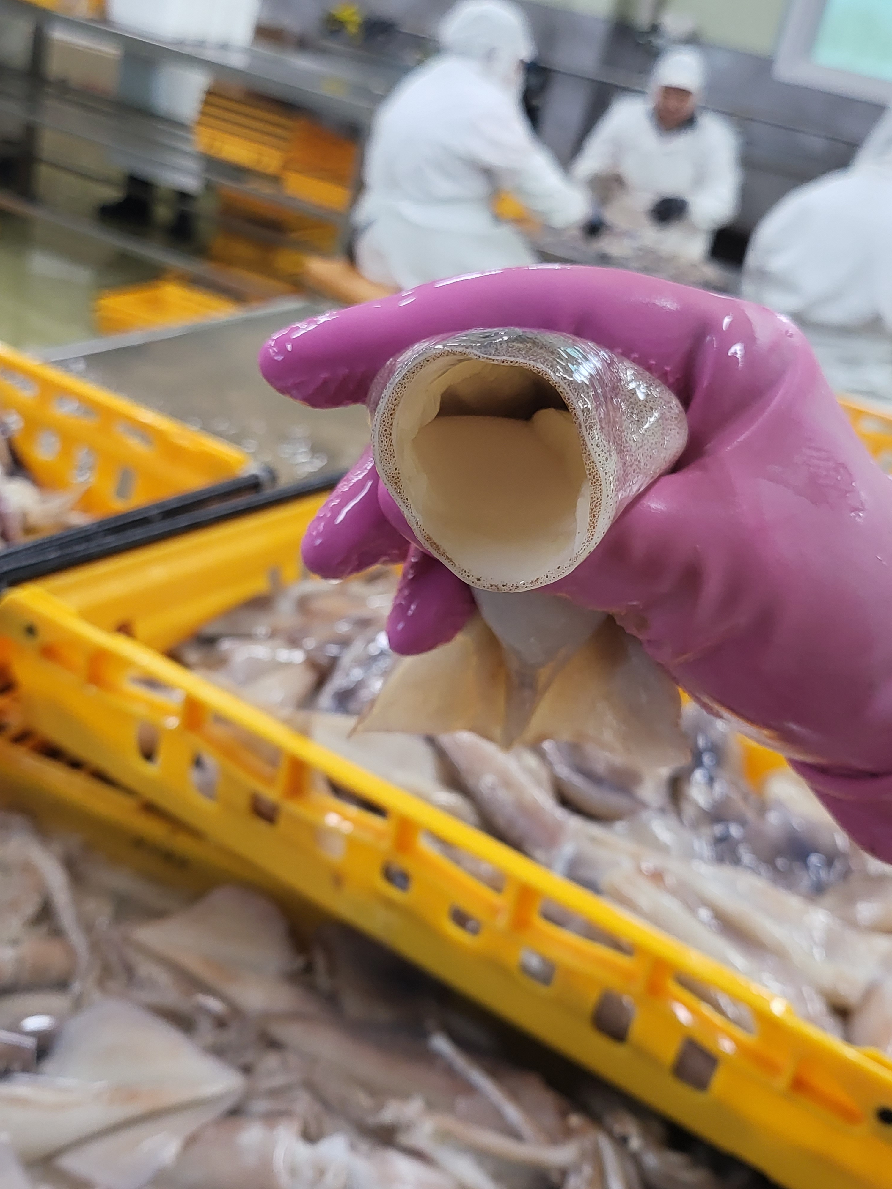 늘초록 완전 손질통오징어 링채200g 포항시인증필 물오징어 - 상세 이미지 5
