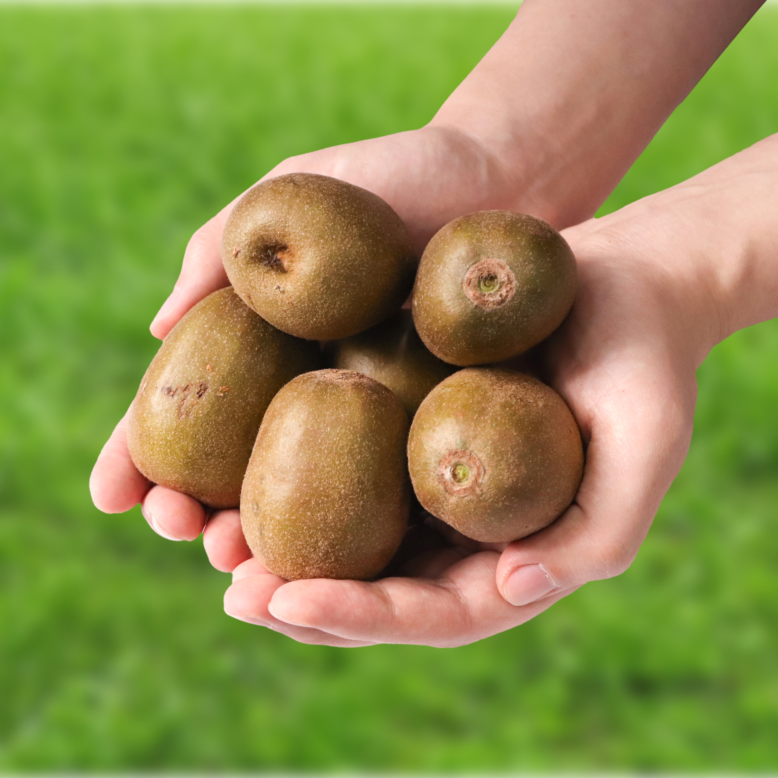 제주 레드키위 1.5kg 2.5kg - 상세 이미지 2