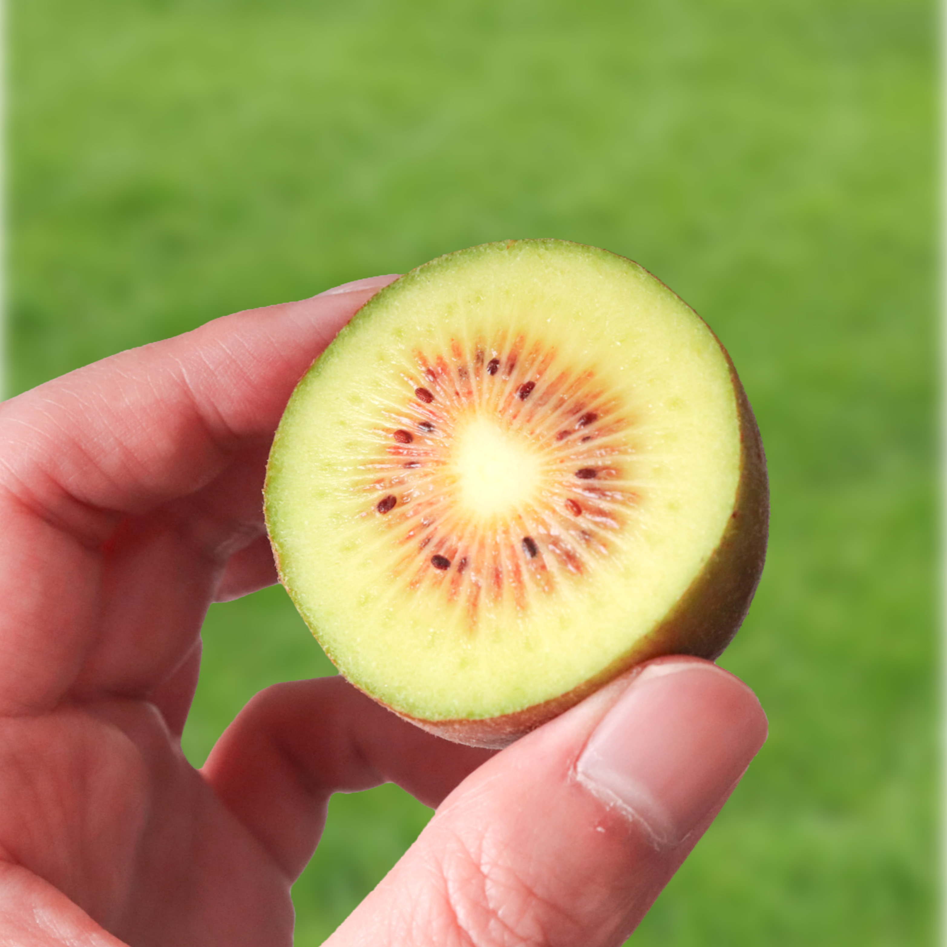 제주 레드키위 1.5kg 2.5kg - 상세 이미지 3