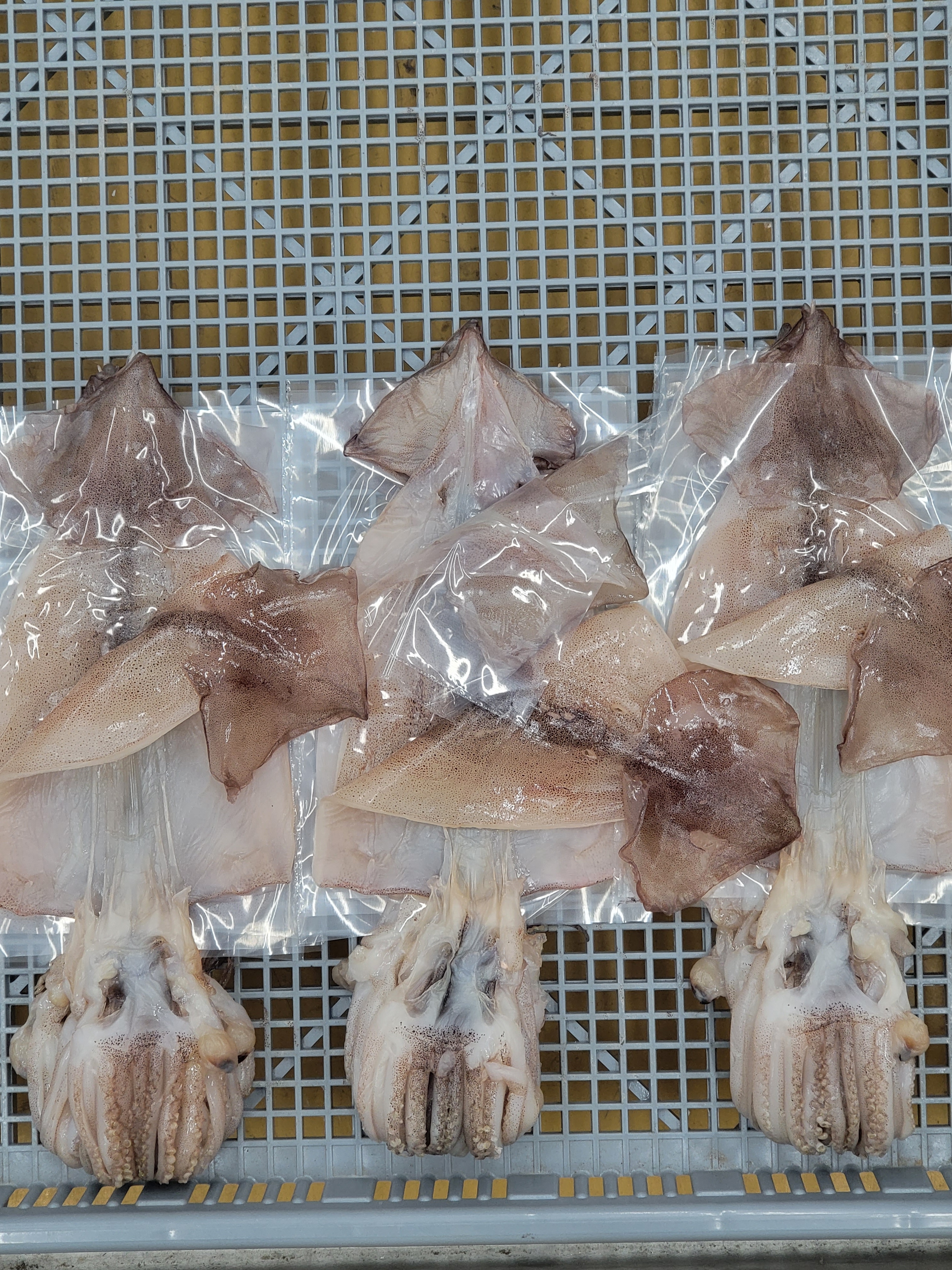 늘초록 반건조오징어 10미 0.7kg내외 피데기 해풍건조