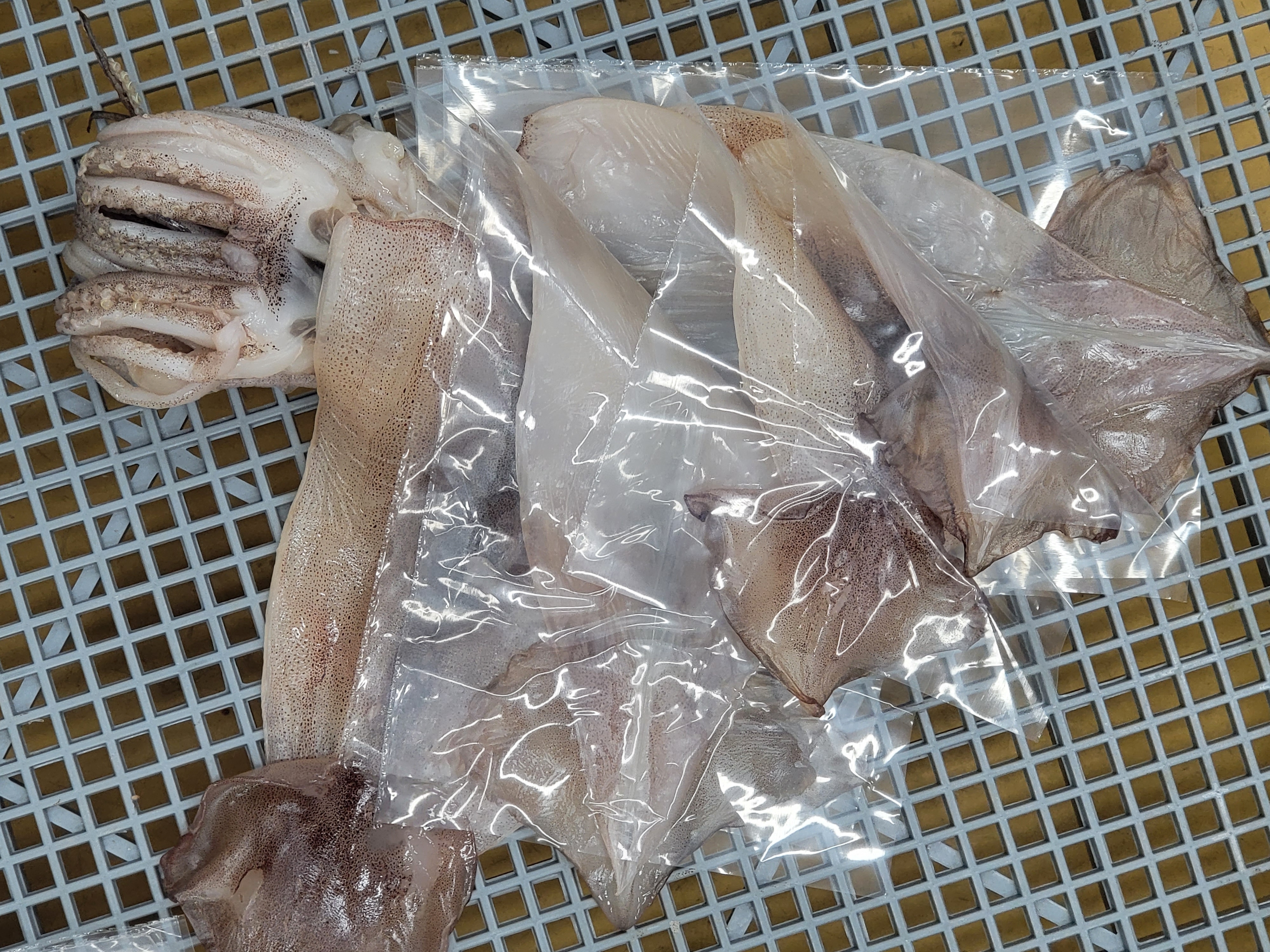 늘초록 반건조오징어 5미450내외 피데기 해풍건조 울릉도전통방식 포항시인증필