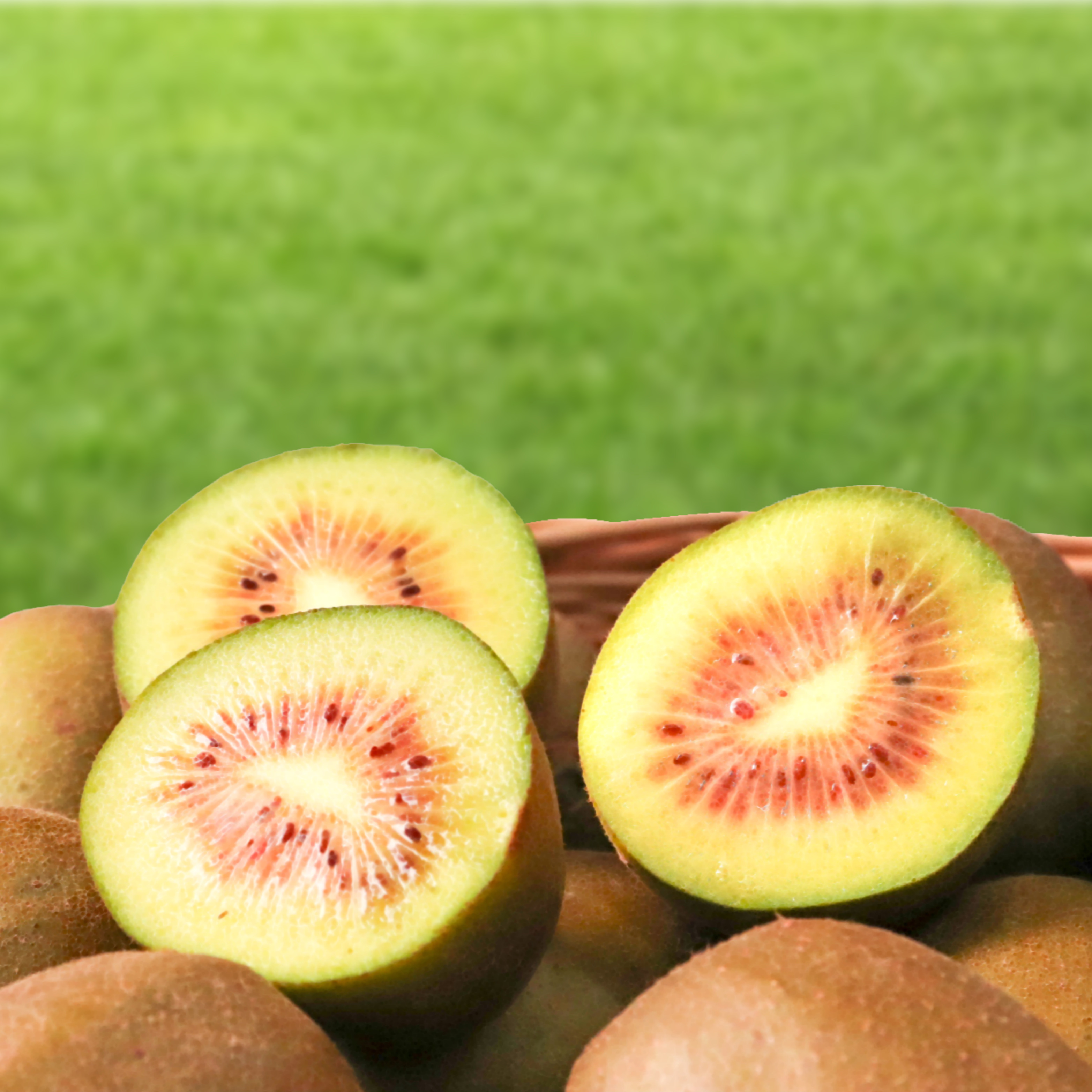 제주 레드키위 1.5kg 2.5kg 이미지 7