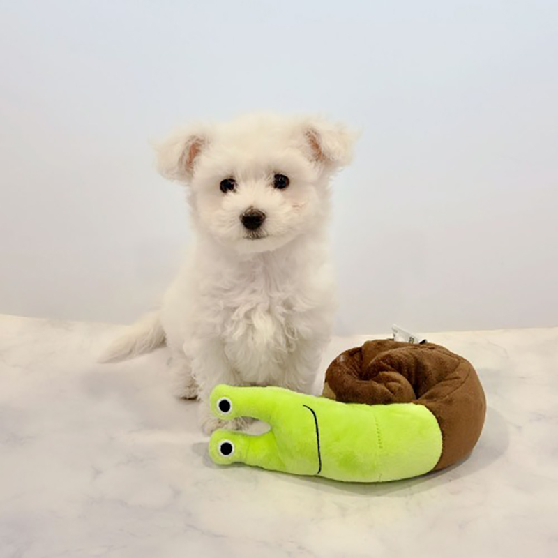 달팽이 노즈워크장난감 극세사 강아지분리불안장난감 스트레스해소