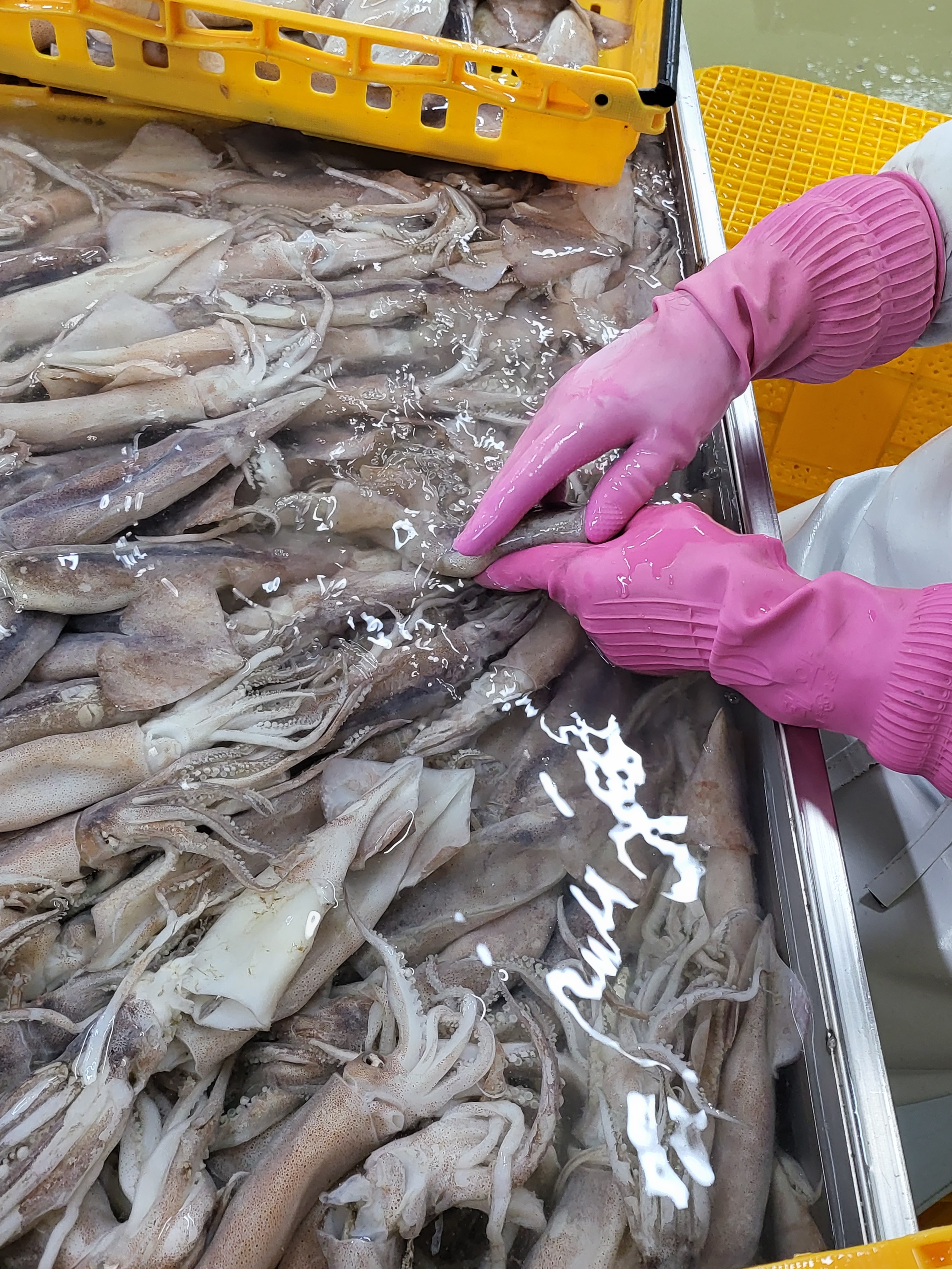 늘초록 완전 손질통오징어 1미230g 포항시인증필 물오징어냉동