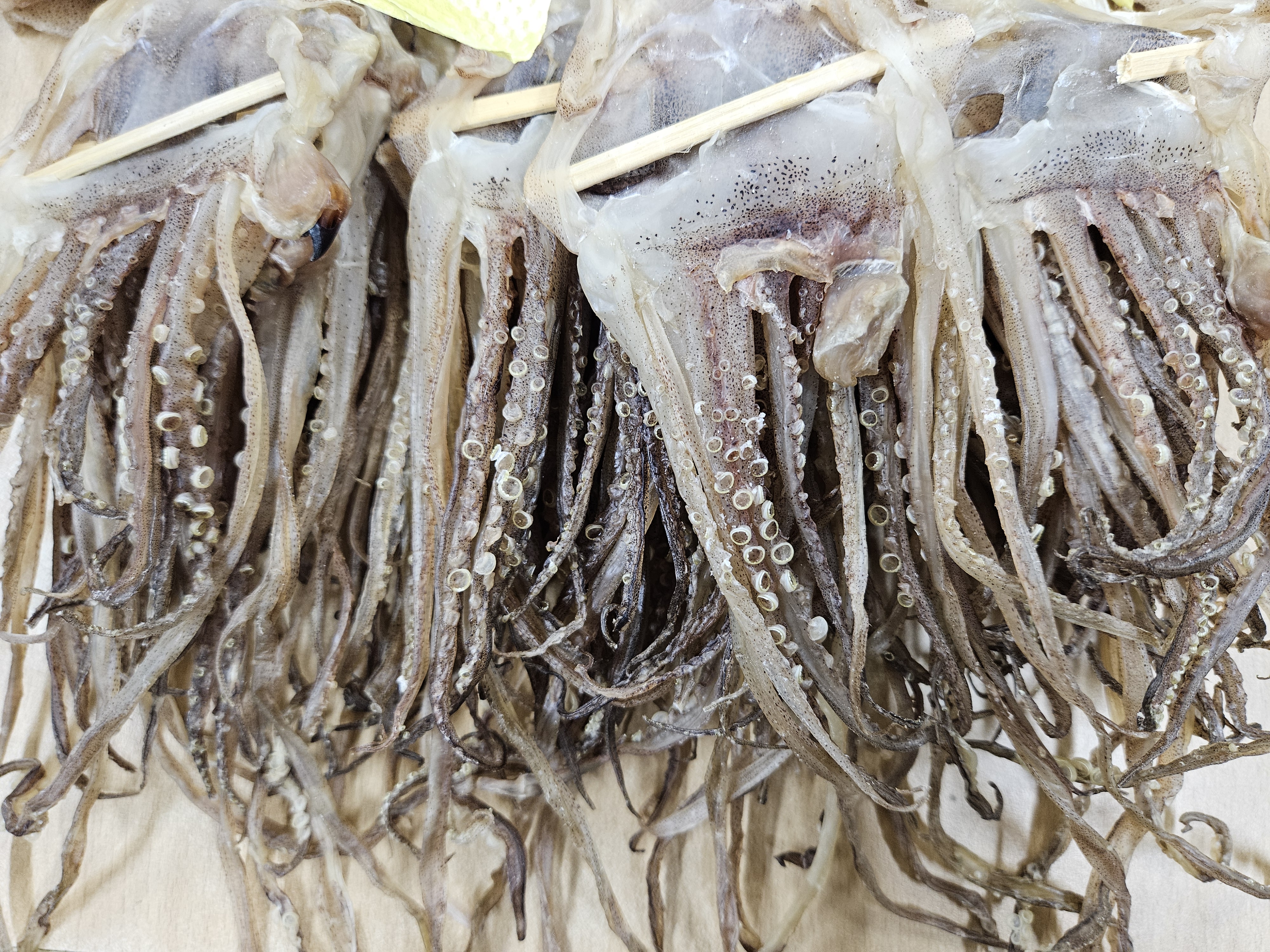 늘초록 반건조오징어 5미650g내외 피데기 해풍건조 울릉도전통방식 이미지 7
