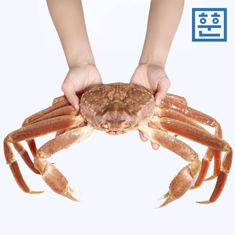 제철 활 박달대게 대게 1kg 러시아 대게 이미지 6
