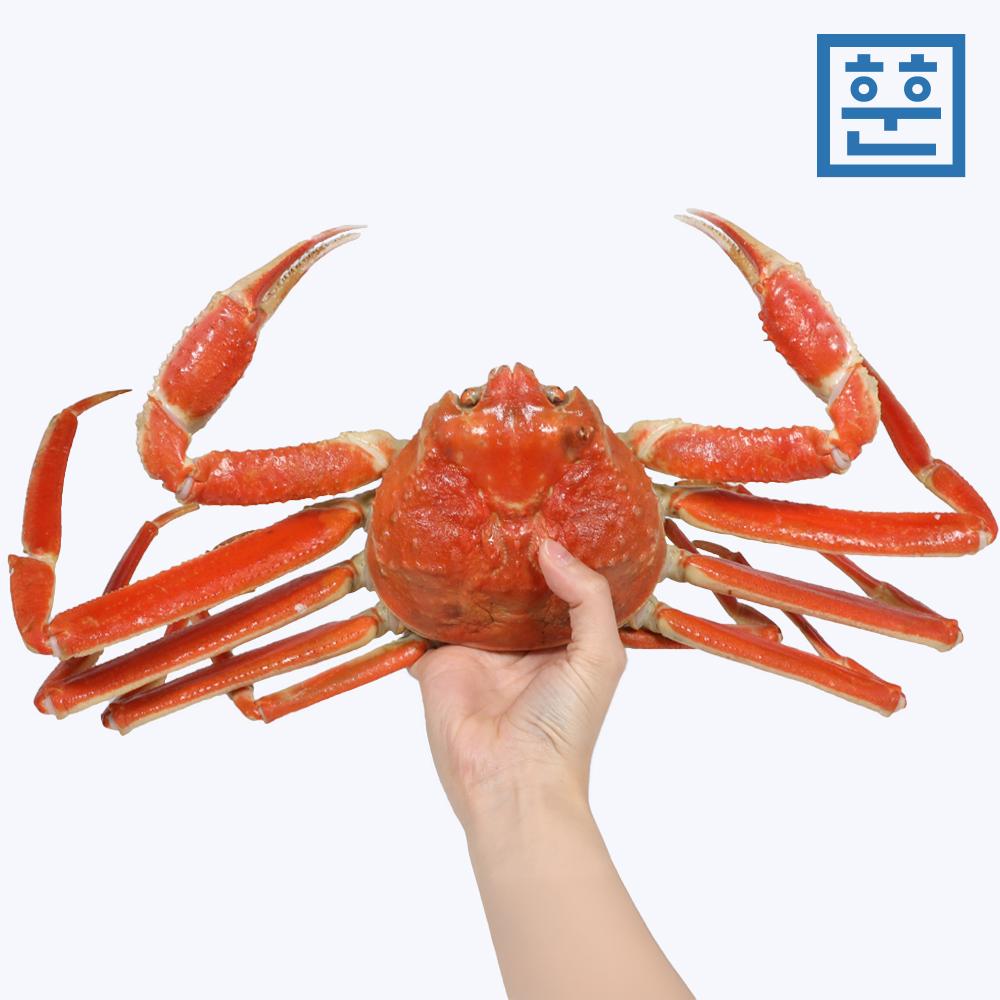 제철 활 박달대게 대게 1kg 러시아 대게 이미지 7