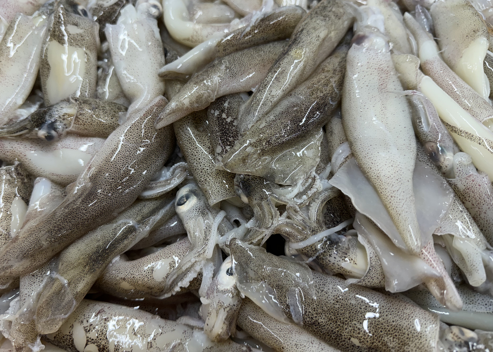 늘초록길목 한입총알한치 오징어 통찜 500g,1kg 15미에서30미 살아있을때 급냉 - 상세 이미지 5