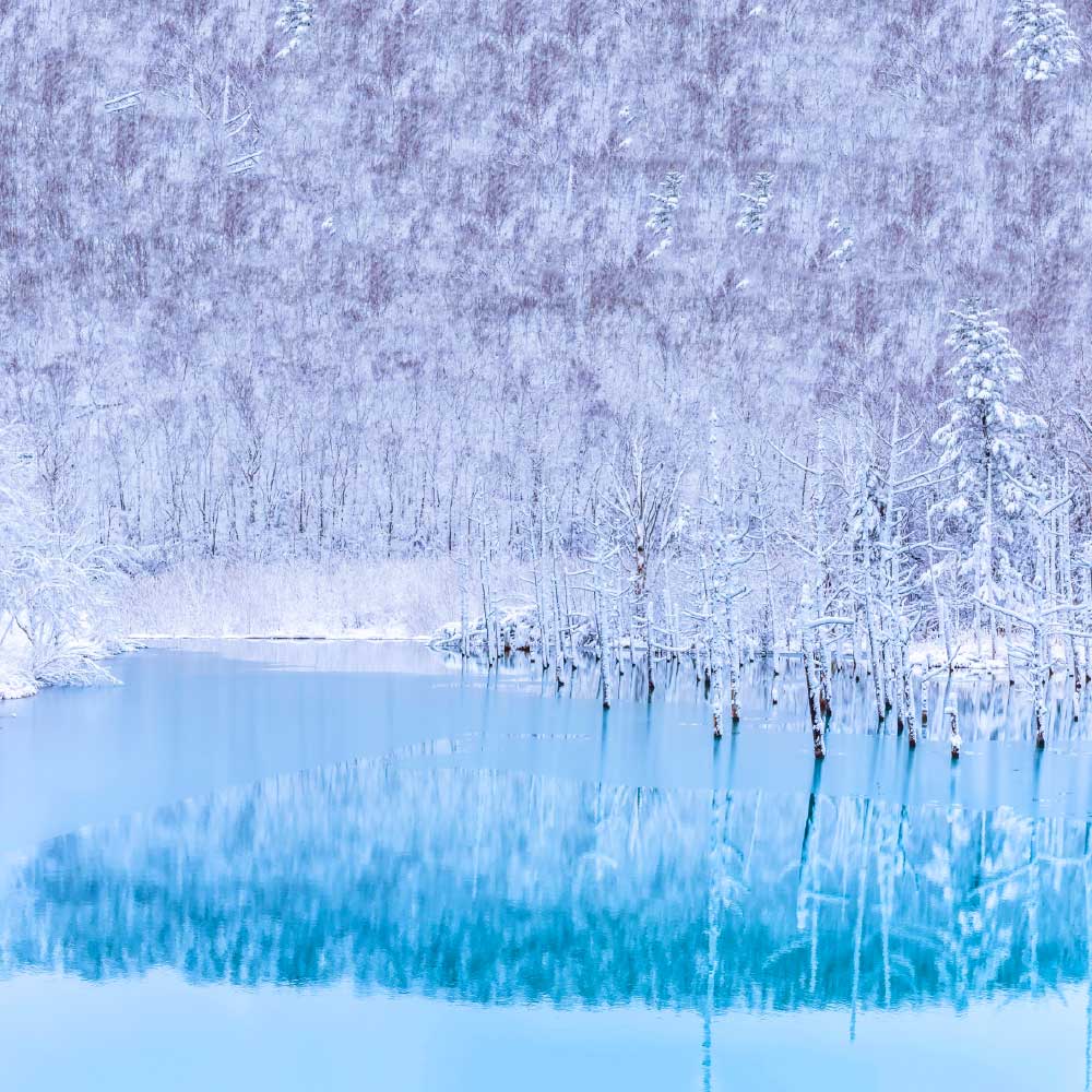 [비에이/1일버스] 삿포로 비에이 일일 버스 투어 북해도 홋카이도 현지 여행 유투어버스 대표 이미지
