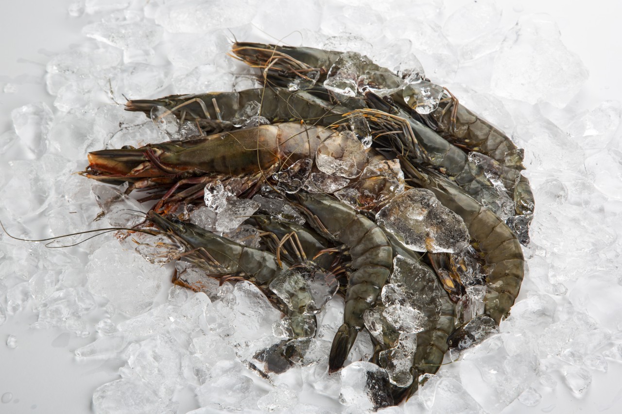 냉동 블랙 타이거새우500g (8미/12미)탱글탱글한 식감,신선한 바다의 맛을그대로 - 상품 이미지