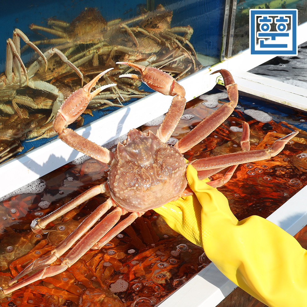 제철 활 박달대게 대게 1kg 러시아 대게