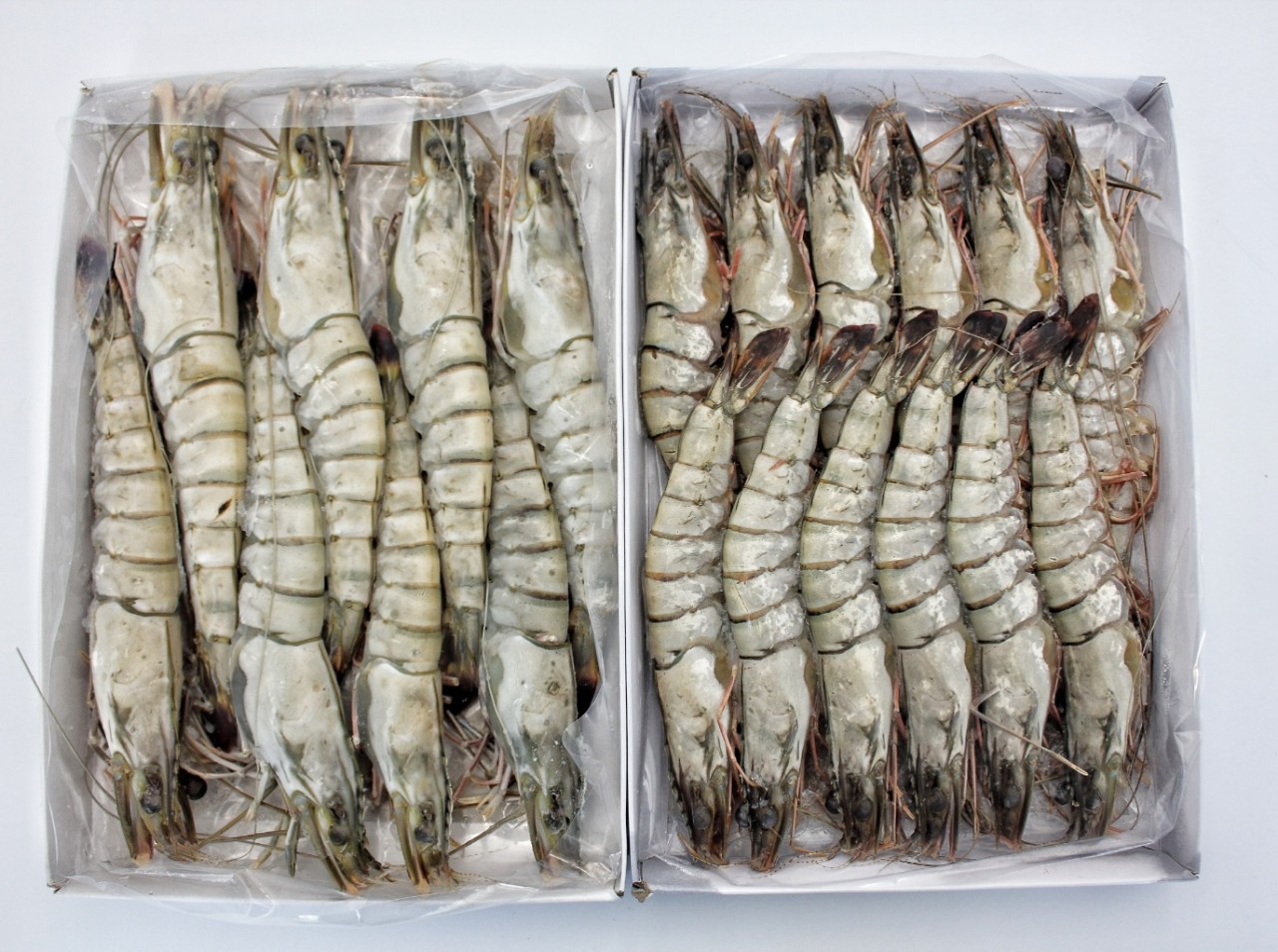 냉동 블랙 타이거새우500g (8미/12미)탱글탱글한 식감,신선한 바다의 맛을그대로 - 상세 이미지 3