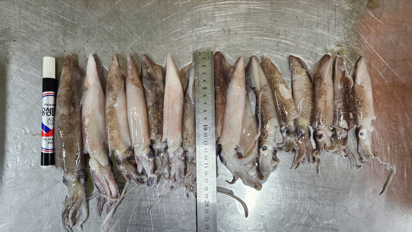 늘초록길목 선동 총알한치 통한치10kg / 500g x20팩소포장 이미지 6
