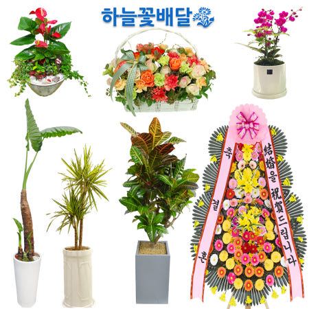 [하늘꽃배달]양산화분배달 양산시개업화분 꽃배달