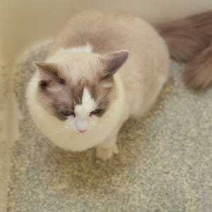 미유박스 카벤클럼프 벤토나이트 카사바모래 저먼지 응고 9kg, 1개 솔직 후기 | 실제 사용자 리뷰 총정리 - 상품 이미지 4