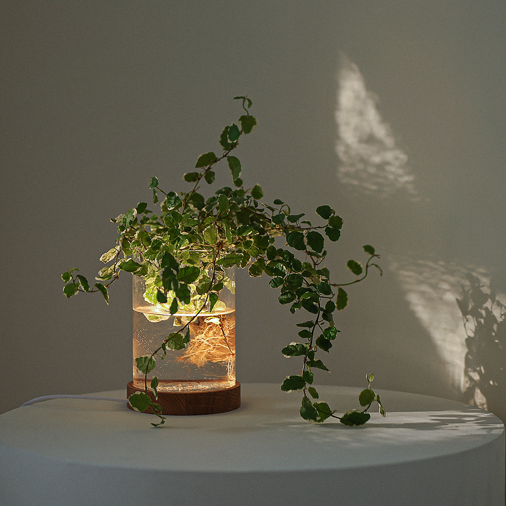원목 LED 수경 식물 무드등 수면등 취침등 집들이선물 무늬아이비