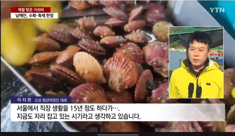 직접키워 더 신선한 (손질세척) 깨끗한 고성 홍가리비1kg 문앞바다