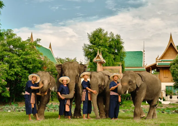 [스타벅스 기프티콘 이벤트] 치앙마이 코끼리 정글 보호 캠프(Elephant Jungle Sanctuary) 방문 - 상품 이미지