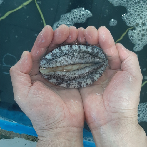 해수산소포장 완도 활전복 1kg - 상세 이미지 2