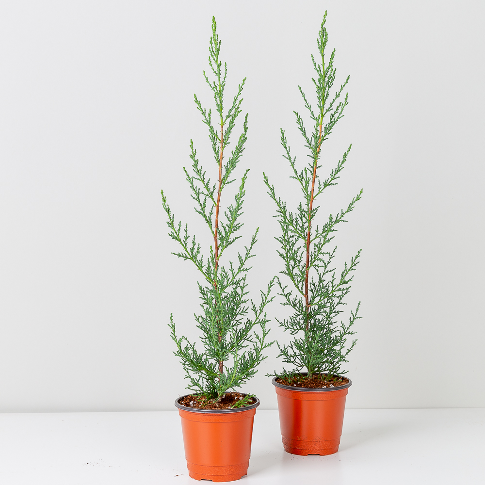 이탈리안 사이프러스 편백 측백나무 월동식물 플랜테리어 반려 식물인테리어 크리스마스 트리