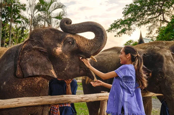 [스타벅스 기프티콘 이벤트] 치앙마이 코끼리 정글 보호 캠프(Elephant Jungle Sanctuary) 방문 - 상세 이미지 4