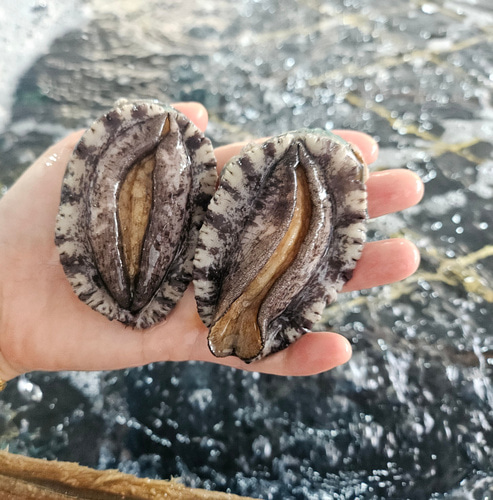해수산소포장 완도 활전복 1kg - 상세 이미지 3