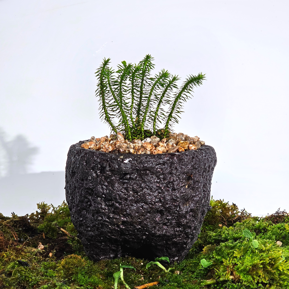 ［직접재배 토종자생식물］뱀톱 석송 고사리 테라리움 비바리움