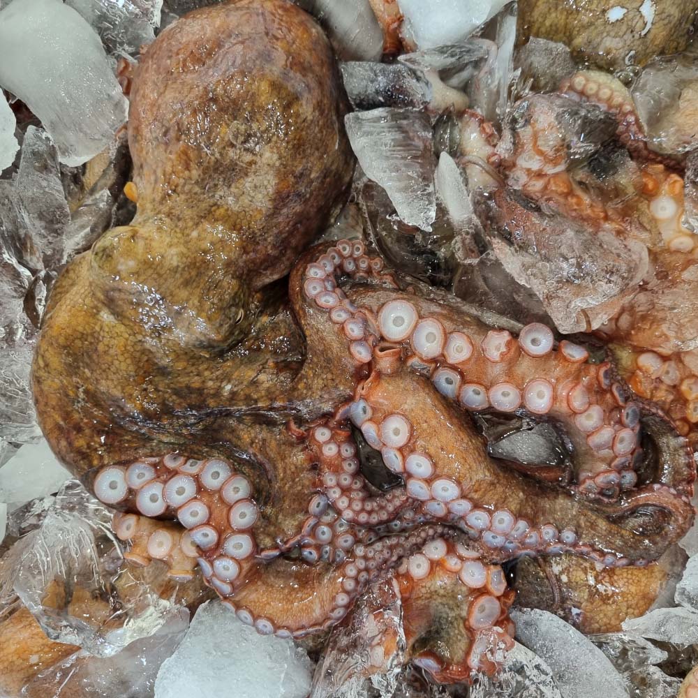 산지직송 자연산 남해 통영 돌문어 1kg 3-5미 내외