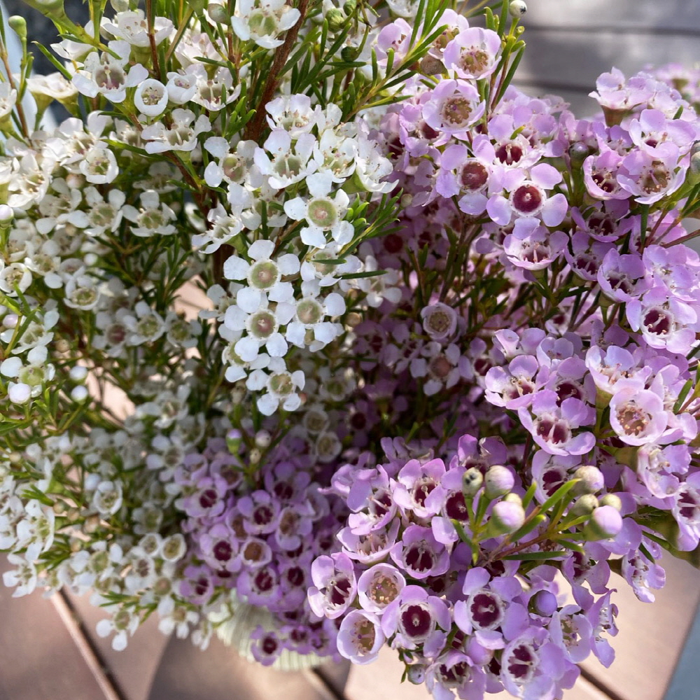 왁스플라워 생화 솔매화 꽃배달 싼곳 양재꽃시장 생화택배 솔직 후기 | 실사용자 리뷰 분석 - 대표 이미지