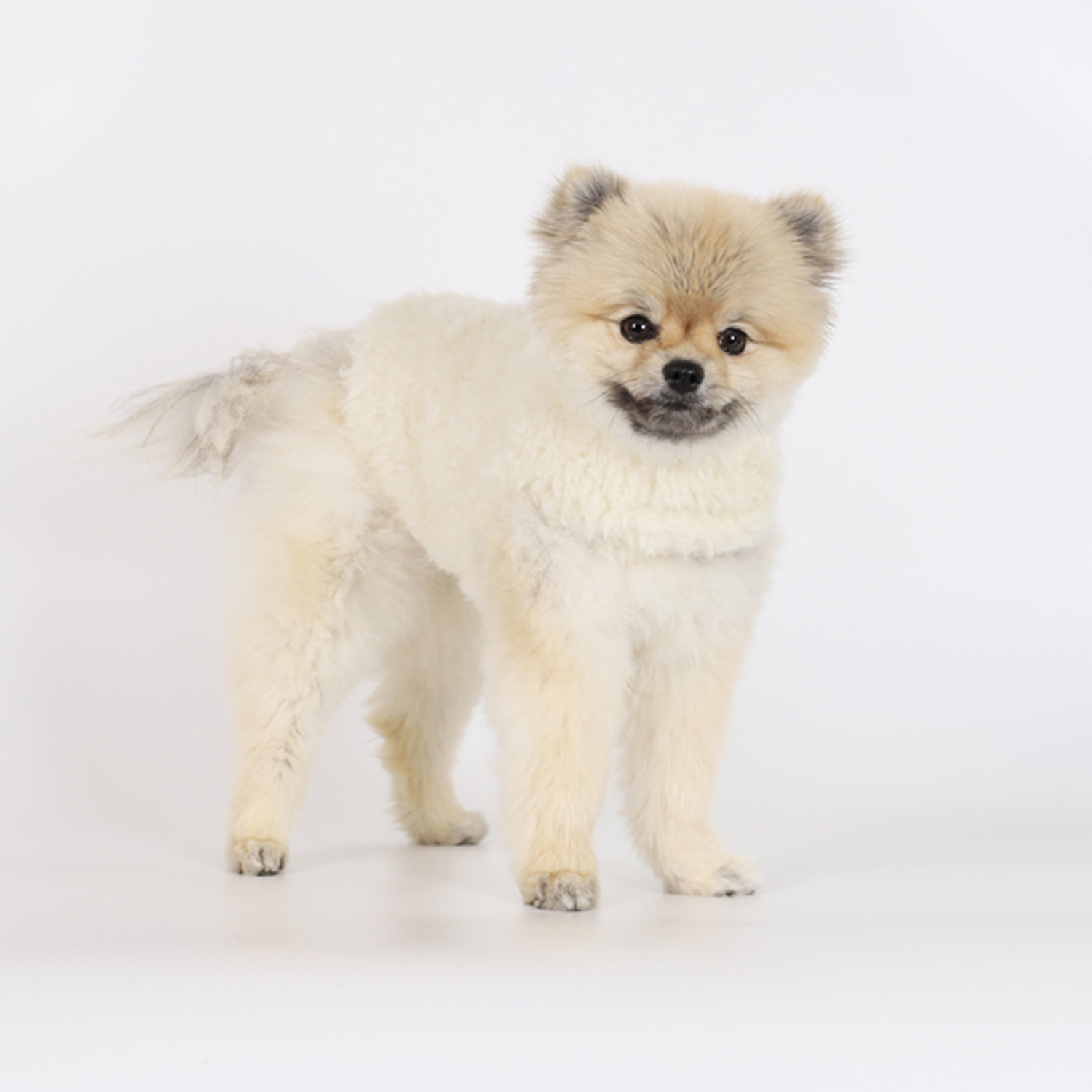 강아지코트 몽루 퍼 블랭킷(FUR BLANKET) 이미지 8