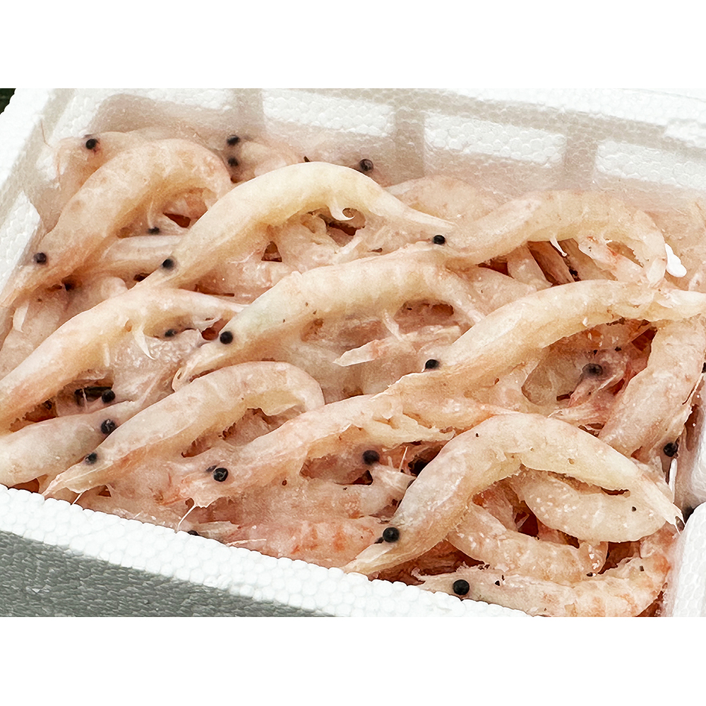 대상 사이즈가 큰 감성돔 벵에돔 전용 스페셜 생 크릴 약160g 참돔 밑밥 - 상세 이미지 2