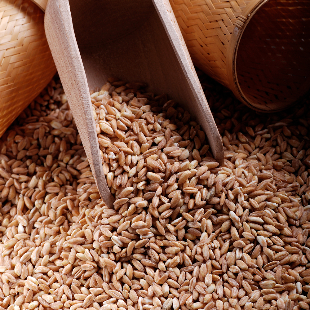 이탈리아 파로 500g 엠머 밀 고대곡물 파로쌀 FARRO : 감성먹거리